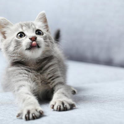 子猫が「大人猫」になるのはいつ？, 猫の成長に伴って起こる心身の変化, 2.体つきが引き締まる, 3.性格に落ち着きが出てくる, 大人猫になるまでのお世話の注意点