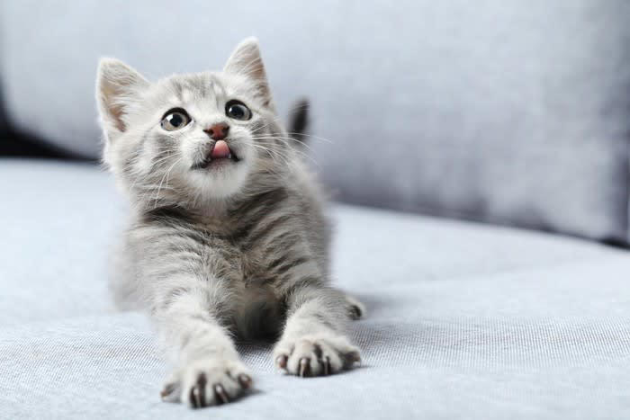子猫が「大人猫」になるのはいつ？, 猫の成長に伴って起こる心身の変化, 2.体つきが引き締まる, 3.性格に落ち着きが出てくる, 大人猫になるまでのお世話の注意点