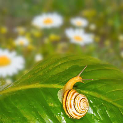 ナメクジ・カタツムリが媒介する「広東住血線虫症」とは？, 広東住血線虫とは, 猫が感染するとどうなる？症状と危険性, 危険性と治療の難しさ, 飼い主ができる予防と注意点, ナメクジ・カタツムリが出やすい場所に近づけない, 鉢植えやベランダ周辺を清潔に保つ, ナメクジ駆除剤の取り扱いにも注意