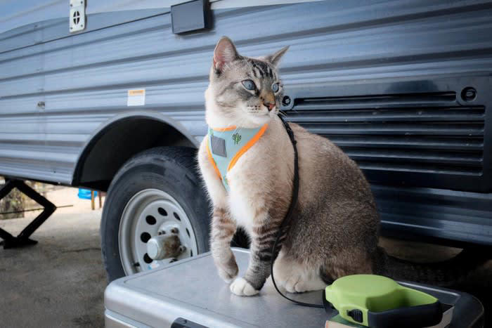 猫にリードやハーネスは必要？その答えは「ケースバイケース」, 猫がリードやハーネスに慣れるメリット, 緊急時の避難や通院がスムーズになる, 飼い主との信頼関係が深まる, 猫用ハーネス・リードの選び方のポイント, 体にフィットするタイプを選ぶ, 素材は軽量で柔らかいものを選ぼう, 脱走防止設計かどうかを確認する, 猫にリードをつけるときの慣らし方と注意点