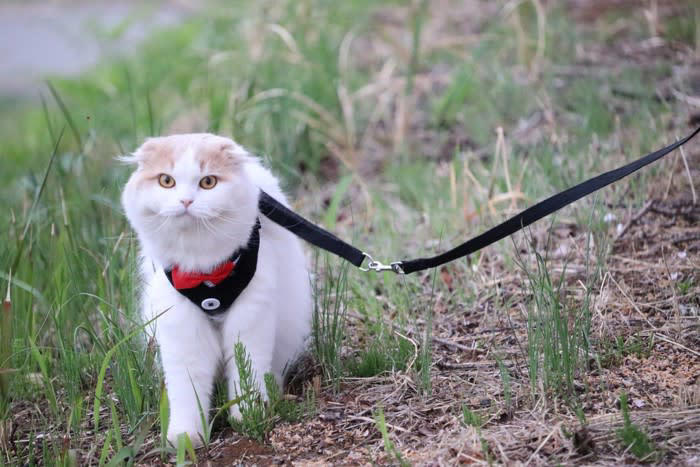 猫にリードやハーネスは必要？その答えは「ケースバイケース」, 猫がリードやハーネスに慣れるメリット, 緊急時の避難や通院がスムーズになる, 飼い主との信頼関係が深まる, 猫用ハーネス・リードの選び方のポイント, 体にフィットするタイプを選ぶ, 素材は軽量で柔らかいものを選ぼう, 脱走防止設計かどうかを確認する, 猫にリードをつけるときの慣らし方と注意点