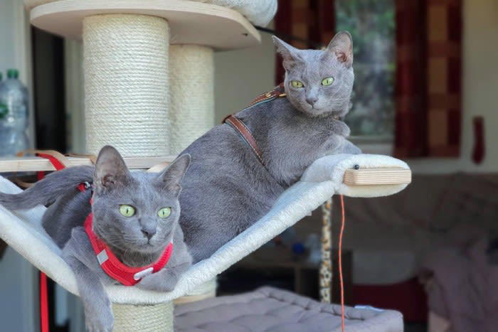 猫にリードやハーネスは必要？その答えは「ケースバイケース」, 猫がリードやハーネスに慣れるメリット, 緊急時の避難や通院がスムーズになる, 飼い主との信頼関係が深まる, 猫用ハーネス・リードの選び方のポイント, 体にフィットするタイプを選ぶ, 素材は軽量で柔らかいものを選ぼう, 脱走防止設計かどうかを確認する, 猫にリードをつけるときの慣らし方と注意点