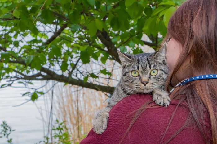 猫にリードやハーネスは必要？その答えは「ケースバイケース」, 猫がリードやハーネスに慣れるメリット, 緊急時の避難や通院がスムーズになる, 飼い主との信頼関係が深まる, 猫用ハーネス・リードの選び方のポイント, 体にフィットするタイプを選ぶ, 素材は軽量で柔らかいものを選ぼう, 脱走防止設計かどうかを確認する, 猫にリードをつけるときの慣らし方と注意点