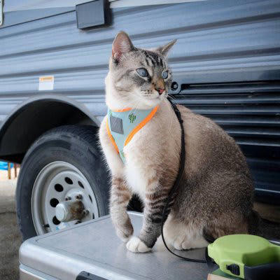 猫にリードやハーネスは必要？その答えは「ケースバイケース」, 猫がリードやハーネスに慣れるメリット, 緊急時の避難や通院がスムーズになる, 飼い主との信頼関係が深まる, 猫用ハーネス・リードの選び方のポイント, 体にフィットするタイプを選ぶ, 素材は軽量で柔らかいものを選ぼう, 脱走防止設計かどうかを確認する, 猫にリードをつけるときの慣らし方と注意点