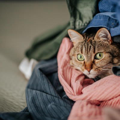 猫が『洗濯物の上に乗る』のが好きなのはなぜ？, 1.飼い主さんの匂いに安心し、自分の匂いもつけたいから, 2.肌触りや温もりに惹かれるから, 3.飼い主さんにアピールできるから, 猫に洗濯物を狙われて困ったときには？