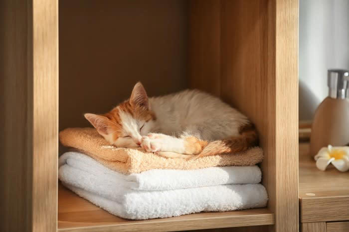 猫が『洗濯物の上に乗る』のが好きなのはなぜ？, 1.飼い主さんの匂いに安心し、自分の匂いもつけたいから, 2.肌触りや温もりに惹かれるから, 3.飼い主さんにアピールできるから, 猫に洗濯物を狙われて困ったときには？