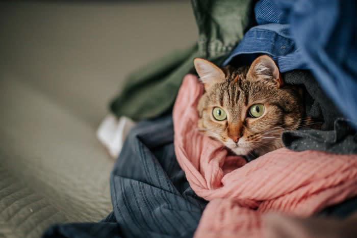 猫が『洗濯物の上に乗る』のが好きなのはなぜ？, 1.飼い主さんの匂いに安心し、自分の匂いもつけたいから, 2.肌触りや温もりに惹かれるから, 3.飼い主さんにアピールできるから, 猫に洗濯物を狙われて困ったときには？