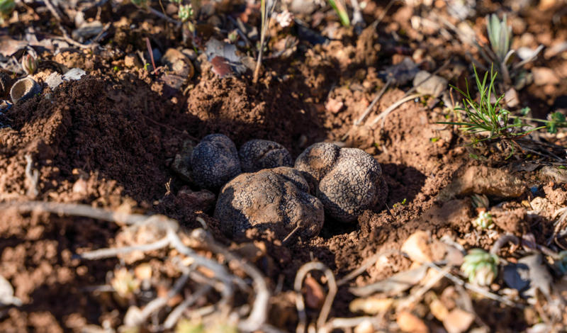Nature's hidden gems, The coveted black Périgord truffle, A timeless culinary treasure, Greek mythology and the origins of truffles, Early theories on truffle origins, Truffles enter the world of marketing, The renaming of the Fair of Alba, Truffle cultivation, The challenges of truffle cultivation, The timeless practice of truffle hunting, The rise of truffle hounds, The art of harvesting truffles, Serving truffles, The irreplaceable taste of fresh truffles