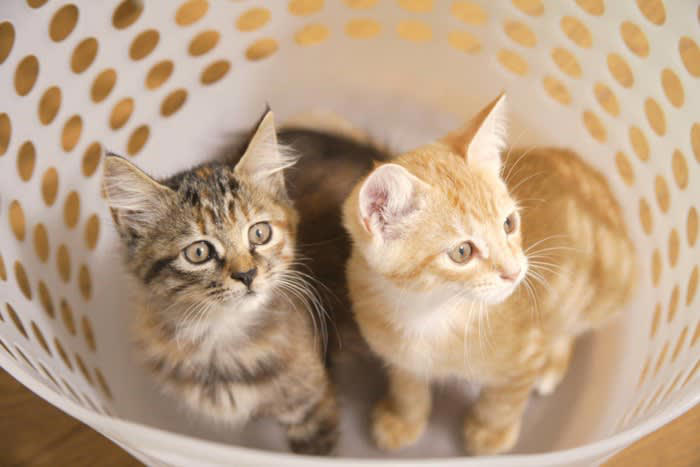 猫が『洗濯物の上に乗る』のが好きなのはなぜ？, 1.飼い主さんの匂いに安心し、自分の匂いもつけたいから, 2.肌触りや温もりに惹かれるから, 3.飼い主さんにアピールできるから, 猫に洗濯物を狙われて困ったときには？