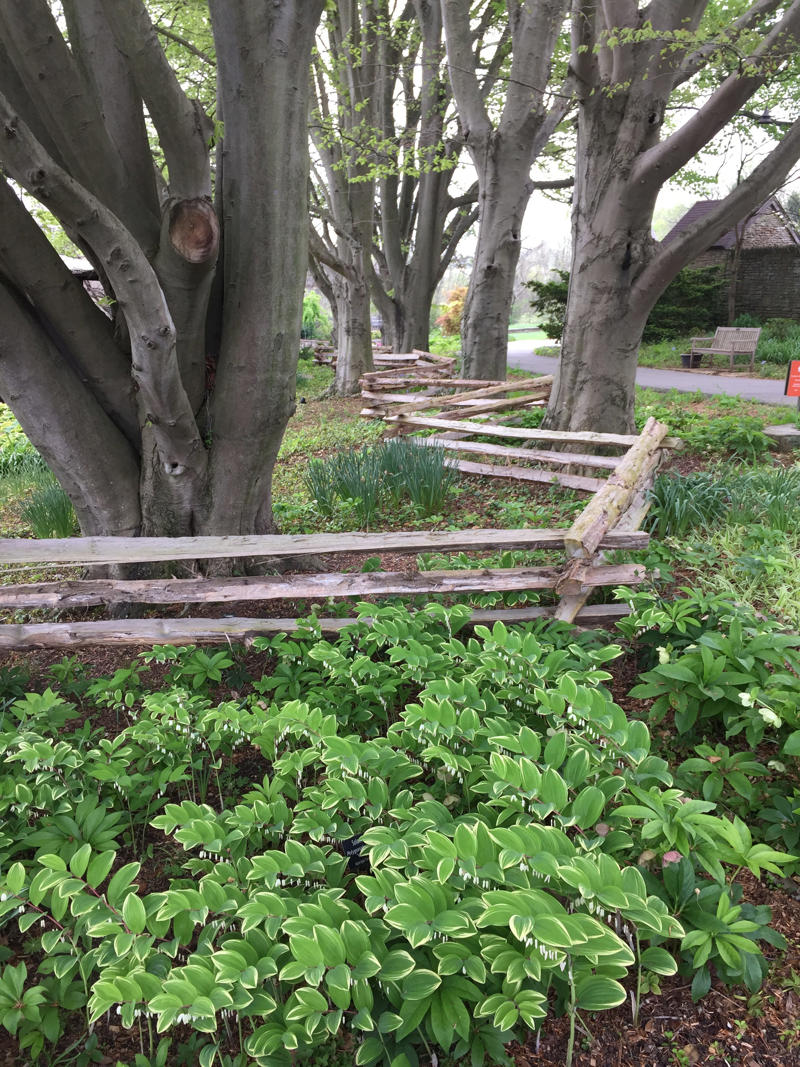 Native ginger, Asarum canadense, Bottlebrush buckeye, Aesculus parviflora, Solomon’s seal, Polygonatum odoratum, What is the best plant for dry shade?