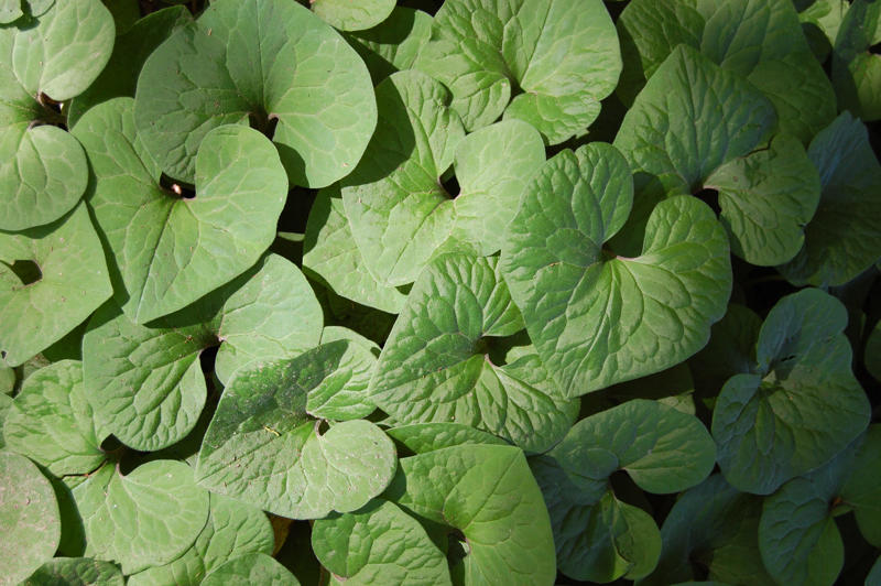 Native ginger, Asarum canadense, Bottlebrush buckeye, Aesculus parviflora, Solomon’s seal, Polygonatum odoratum, What is the best plant for dry shade?