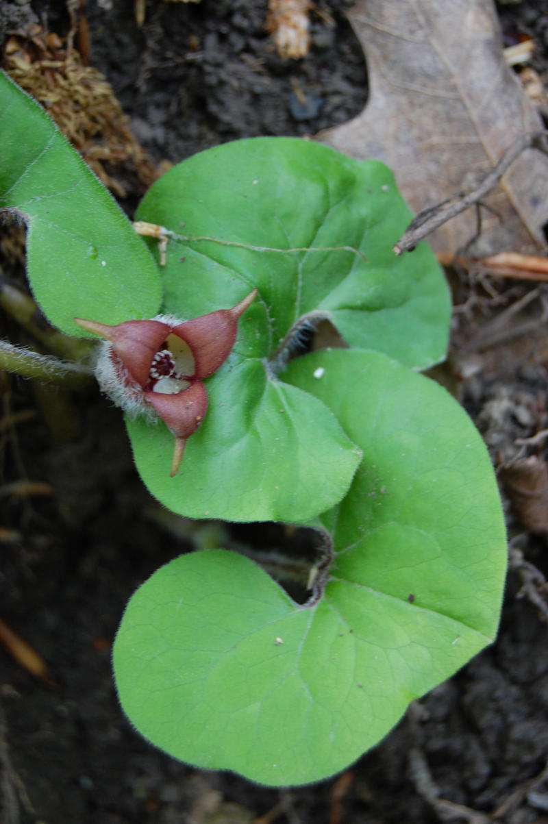Native ginger, Asarum canadense, Bottlebrush buckeye, Aesculus parviflora, Solomon’s seal, Polygonatum odoratum, What is the best plant for dry shade?