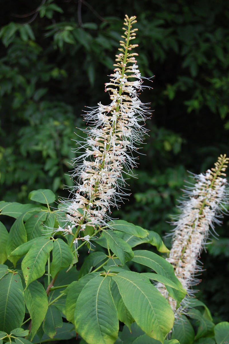 Native ginger, Asarum canadense, Bottlebrush buckeye, Aesculus parviflora, Solomon’s seal, Polygonatum odoratum, What is the best plant for dry shade?