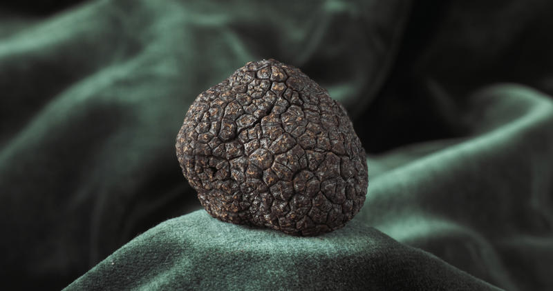 Nature's hidden gems, The coveted black Périgord truffle, A timeless culinary treasure, Greek mythology and the origins of truffles, Early theories on truffle origins, Truffles enter the world of marketing, The renaming of the Fair of Alba, Truffle cultivation, The challenges of truffle cultivation, The timeless practice of truffle hunting, The rise of truffle hounds, The art of harvesting truffles, Serving truffles, The irreplaceable taste of fresh truffles