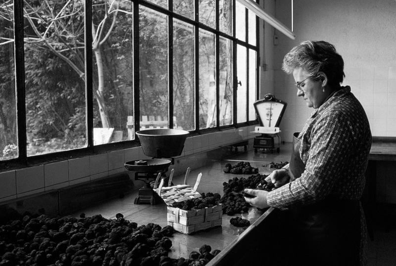 Nature's hidden gems, The coveted black Périgord truffle, A timeless culinary treasure, Greek mythology and the origins of truffles, Early theories on truffle origins, Truffles enter the world of marketing, The renaming of the Fair of Alba, Truffle cultivation, The challenges of truffle cultivation, The timeless practice of truffle hunting, The rise of truffle hounds, The art of harvesting truffles, Serving truffles, The irreplaceable taste of fresh truffles
