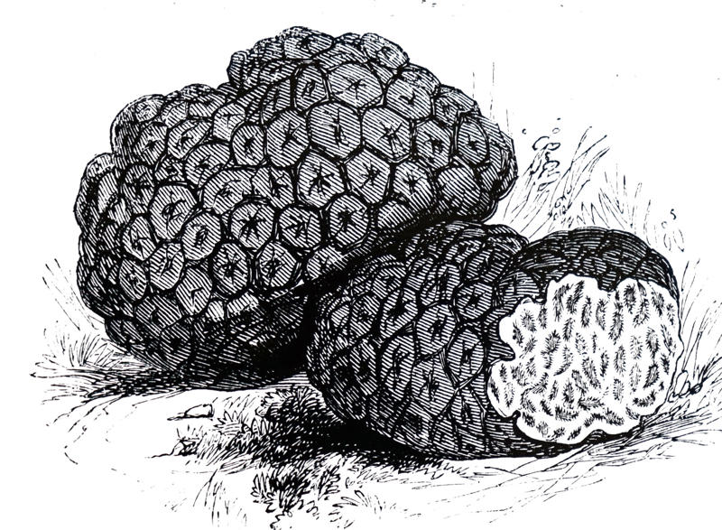 Nature's hidden gems, The coveted black Périgord truffle, A timeless culinary treasure, Greek mythology and the origins of truffles, Early theories on truffle origins, Truffles enter the world of marketing, The renaming of the Fair of Alba, Truffle cultivation, The challenges of truffle cultivation, The timeless practice of truffle hunting, The rise of truffle hounds, The art of harvesting truffles, Serving truffles, The irreplaceable taste of fresh truffles