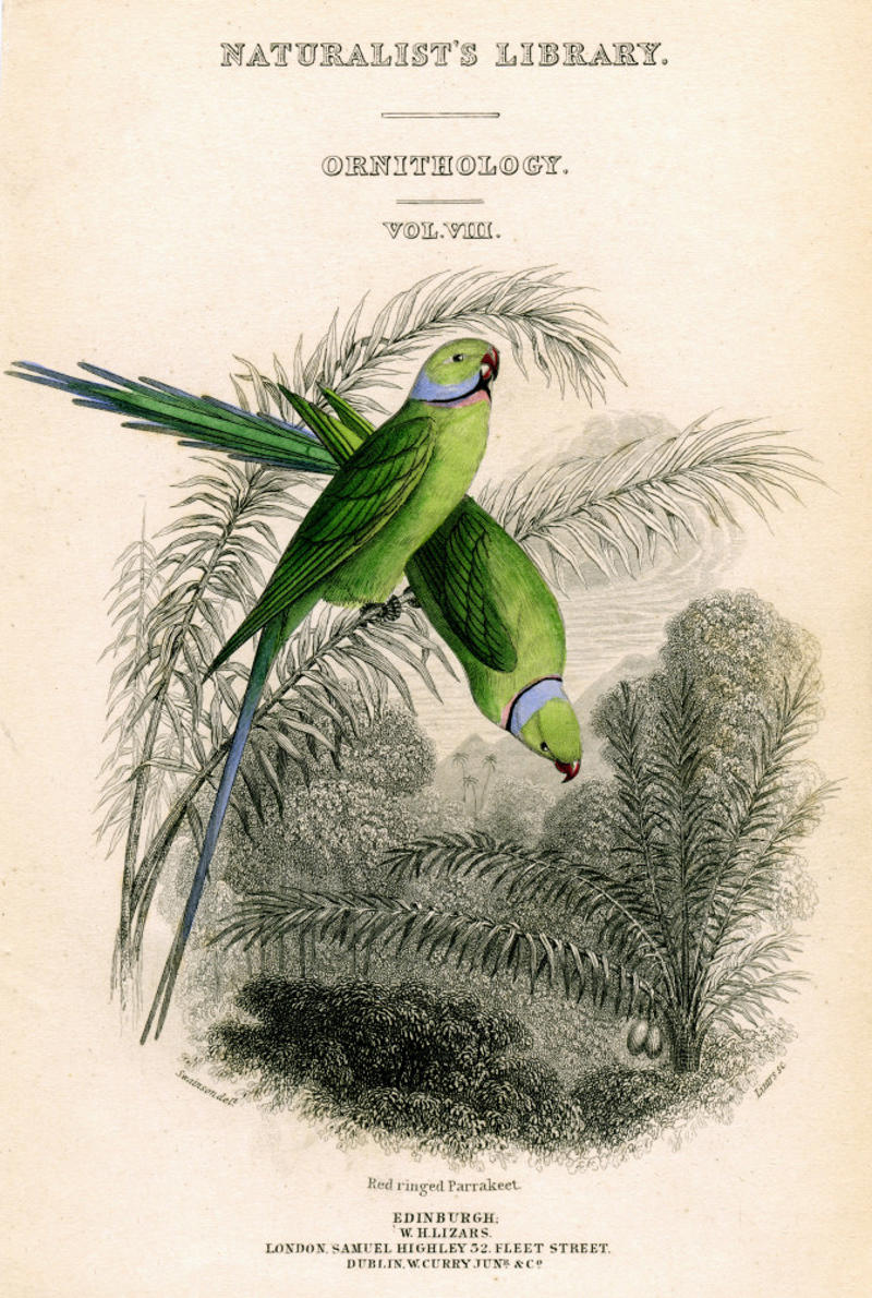 Global travelers Escapes and releases in the 1970s, Questioning the parakeets’ place, Defining invasive species, Global travelers, The Columbian exchange, Avian species and colonial impacts, Climate change and shifting habitats, Perceptions of species and human outsiders, Parakeets of Amsterdam, Paris region’s growing parakeet population, The cost of coexistence, A green haven for parakeets, Ecological havoc or misunderstood migrants?, Parakeets and their impact, The real threat