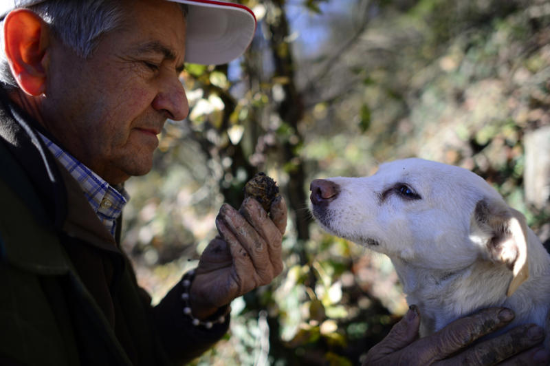 Nature's hidden gems, The coveted black Périgord truffle, A timeless culinary treasure, Greek mythology and the origins of truffles, Early theories on truffle origins, Truffles enter the world of marketing, The renaming of the Fair of Alba, Truffle cultivation, The challenges of truffle cultivation, The timeless practice of truffle hunting, The rise of truffle hounds, The art of harvesting truffles, Serving truffles, The irreplaceable taste of fresh truffles