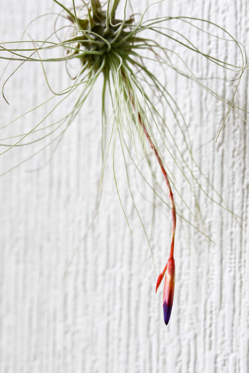 What are air plants?, Where do they come from?, How to water an air plant?, Tillandsia usneoides, Tillandsia andreana, Tillandsia maxima, Tillandsia bulbosa, Tillandsia stricta, Tillandsia aeranthos, Tillandsia fuchsii, Tillandsia funckiana, Display ideas