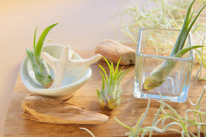 What are air plants?, Where do they come from?, How to water an air plant?, Tillandsia usneoides, Tillandsia andreana, Tillandsia maxima, Tillandsia bulbosa, Tillandsia stricta, Tillandsia aeranthos, Tillandsia fuchsii, Tillandsia funckiana, Display ideas