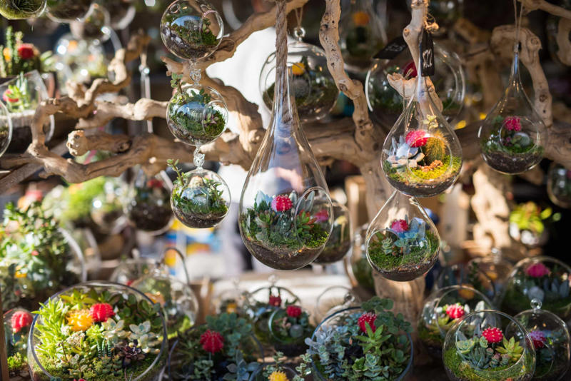 What are air plants?, Where do they come from?, How to water an air plant?, Tillandsia usneoides, Tillandsia andreana, Tillandsia maxima, Tillandsia bulbosa, Tillandsia stricta, Tillandsia aeranthos, Tillandsia fuchsii, Tillandsia funckiana, Display ideas