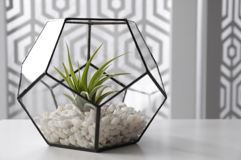 What are air plants?, Where do they come from?, How to water an air plant?, Tillandsia usneoides, Tillandsia andreana, Tillandsia maxima, Tillandsia bulbosa, Tillandsia stricta, Tillandsia aeranthos, Tillandsia fuchsii, Tillandsia funckiana, Display ideas