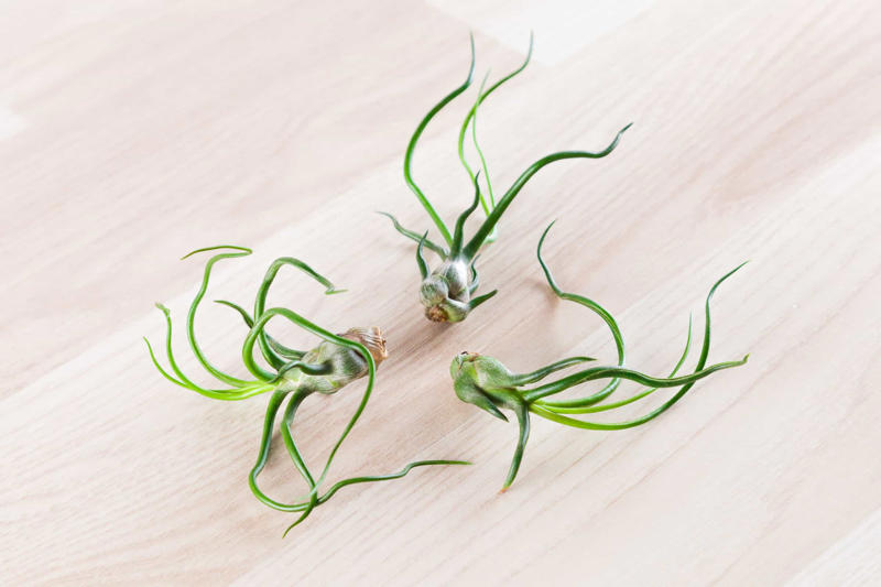 What are air plants?, Where do they come from?, How to water an air plant?, Tillandsia usneoides, Tillandsia andreana, Tillandsia maxima, Tillandsia bulbosa, Tillandsia stricta, Tillandsia aeranthos, Tillandsia fuchsii, Tillandsia funckiana, Display ideas