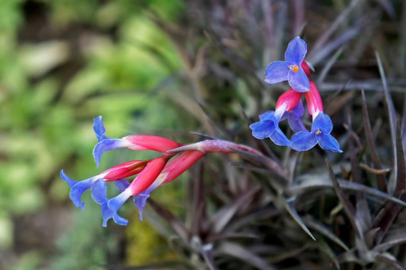 What are air plants?, Where do they come from?, How to water an air plant?, Tillandsia usneoides, Tillandsia andreana, Tillandsia maxima, Tillandsia bulbosa, Tillandsia stricta, Tillandsia aeranthos, Tillandsia fuchsii, Tillandsia funckiana, Display ideas