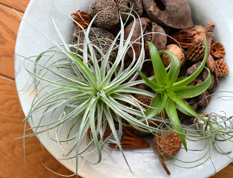 What are air plants?, Where do they come from?, How to water an air plant?, Tillandsia usneoides, Tillandsia andreana, Tillandsia maxima, Tillandsia bulbosa, Tillandsia stricta, Tillandsia aeranthos, Tillandsia fuchsii, Tillandsia funckiana, Display ideas