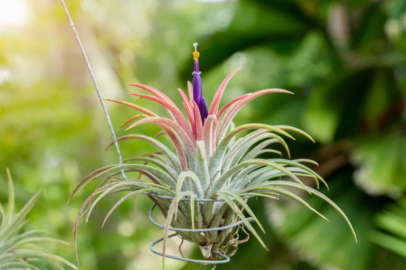 What are air plants?, Where do they come from?, How to water an air plant?, Tillandsia usneoides, Tillandsia andreana, Tillandsia maxima, Tillandsia bulbosa, Tillandsia stricta, Tillandsia aeranthos, Tillandsia fuchsii, Tillandsia funckiana, Display ideas