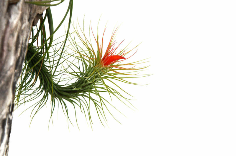 What are air plants?, Where do they come from?, How to water an air plant?, Tillandsia usneoides, Tillandsia andreana, Tillandsia maxima, Tillandsia bulbosa, Tillandsia stricta, Tillandsia aeranthos, Tillandsia fuchsii, Tillandsia funckiana, Display ideas