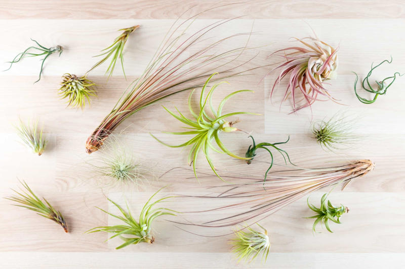 What are air plants?, Where do they come from?, How to water an air plant?, Tillandsia usneoides, Tillandsia andreana, Tillandsia maxima, Tillandsia bulbosa, Tillandsia stricta, Tillandsia aeranthos, Tillandsia fuchsii, Tillandsia funckiana, Display ideas