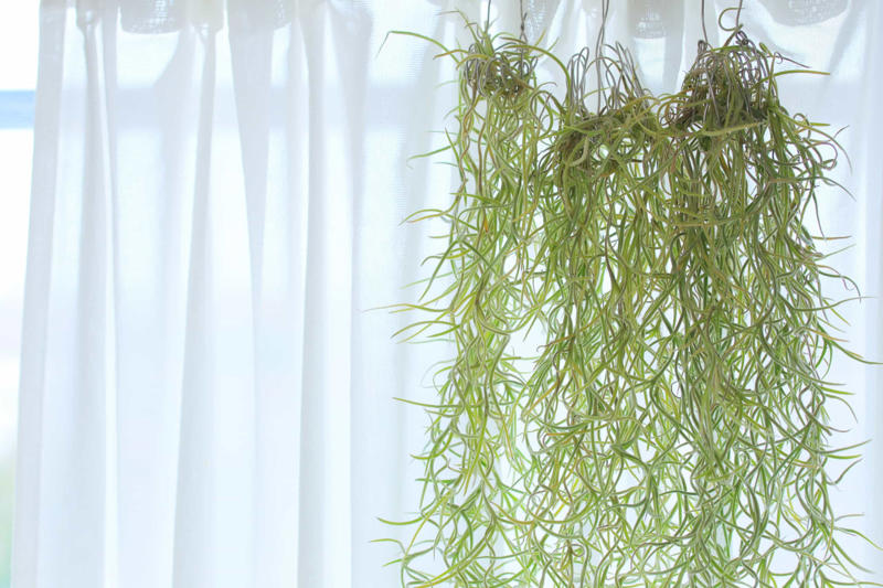What are air plants?, Where do they come from?, How to water an air plant?, Tillandsia usneoides, Tillandsia andreana, Tillandsia maxima, Tillandsia bulbosa, Tillandsia stricta, Tillandsia aeranthos, Tillandsia fuchsii, Tillandsia funckiana, Display ideas