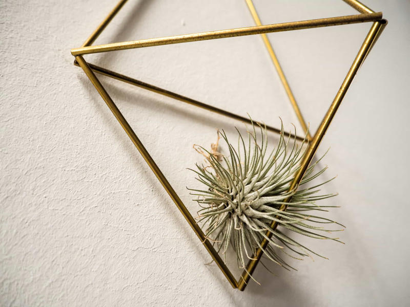 What are air plants?, Where do they come from?, How to water an air plant?, Tillandsia usneoides, Tillandsia andreana, Tillandsia maxima, Tillandsia bulbosa, Tillandsia stricta, Tillandsia aeranthos, Tillandsia fuchsii, Tillandsia funckiana, Display ideas
