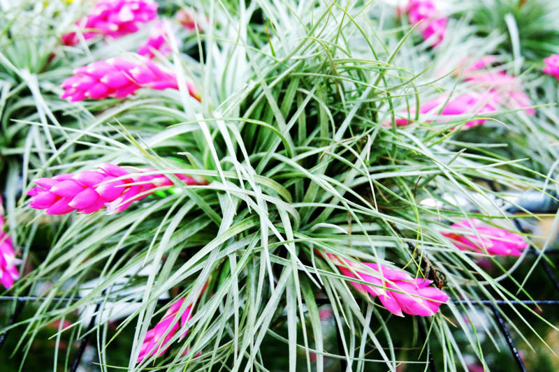 What are air plants?, Where do they come from?, How to water an air plant?, Tillandsia usneoides, Tillandsia andreana, Tillandsia maxima, Tillandsia bulbosa, Tillandsia stricta, Tillandsia aeranthos, Tillandsia fuchsii, Tillandsia funckiana, Display ideas