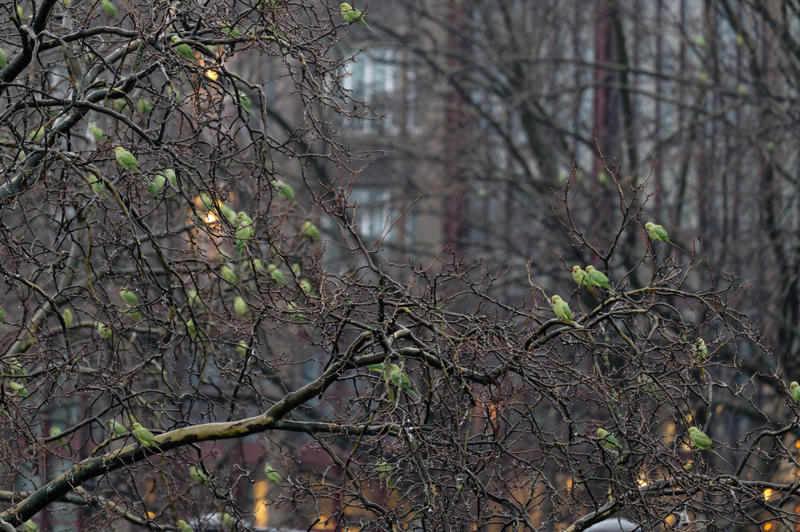 Paris region’s growing parakeet population Escapes and releases in the 1970s, Questioning the parakeets’ place, Defining invasive species, Global travelers, The Columbian exchange, Avian species and colonial impacts, Climate change and shifting habitats, Perceptions of species and human outsiders, Parakeets of Amsterdam, Paris region’s growing parakeet population, The cost of coexistence, A green haven for parakeets, Ecological havoc or misunderstood migrants?, Parakeets and their impact, The real threat
