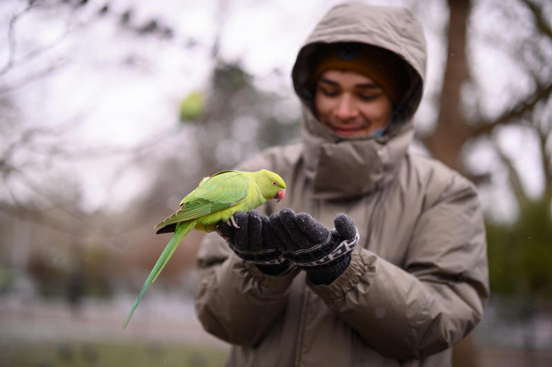 Parakeets of Amsterdam Escapes and releases in the 1970s, Questioning the parakeets’ place, Defining invasive species, Global travelers, The Columbian exchange, Avian species and colonial impacts, Climate change and shifting habitats, Perceptions of species and human outsiders, Parakeets of Amsterdam, Paris region’s growing parakeet population, The cost of coexistence, A green haven for parakeets, Ecological havoc or misunderstood migrants?, Parakeets and their impact, The real threat