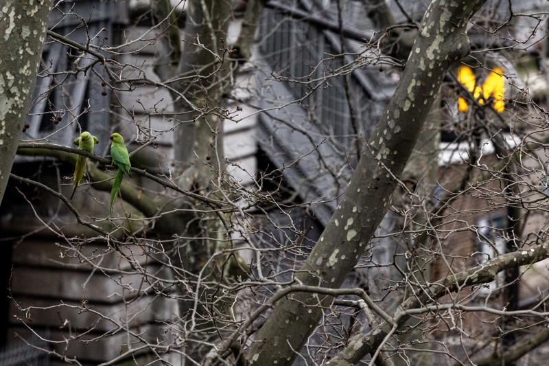Questioning the parakeets’ place Escapes and releases in the 1970s, Questioning the parakeets’ place, Defining invasive species, Global travelers, The Columbian exchange, Avian species and colonial impacts, Climate change and shifting habitats, Perceptions of species and human outsiders, Parakeets of Amsterdam, Paris region’s growing parakeet population, The cost of coexistence, A green haven for parakeets, Ecological havoc or misunderstood migrants?, Parakeets and their impact, The real threat