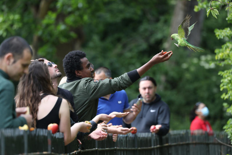 A green haven for parakeets Escapes and releases in the 1970s, Questioning the parakeets’ place, Defining invasive species, Global travelers, The Columbian exchange, Avian species and colonial impacts, Climate change and shifting habitats, Perceptions of species and human outsiders, Parakeets of Amsterdam, Paris region’s growing parakeet population, The cost of coexistence, A green haven for parakeets, Ecological havoc or misunderstood migrants?, Parakeets and their impact, The real threat