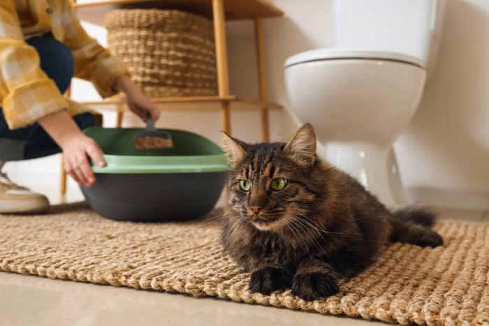1.常に清潔である, 2.十分な広さがある, 3.静かな場所にある, 4.トイレの数が「猫の数＋1個」ある
