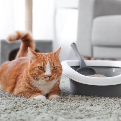 1.常に清潔である, 2.十分な広さがある, 3.静かな場所にある, 4.トイレの数が「猫の数＋1個」ある