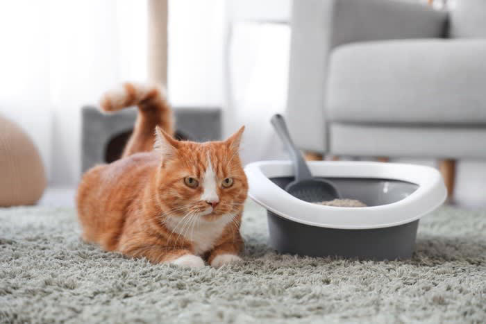 1.常に清潔である, 2.十分な広さがある, 3.静かな場所にある, 4.トイレの数が「猫の数＋1個」ある