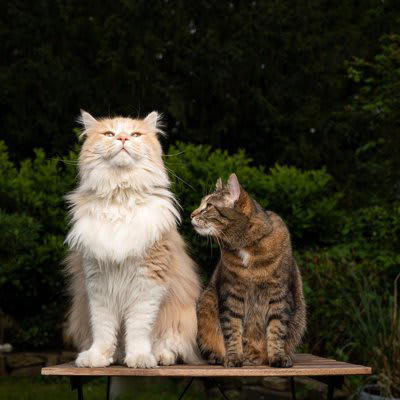 猫の大型・小型とは？, 大型猫種と小型猫種の違うところ3選, 3.成猫になるまでの期間, 大型猫種の飼育上の注意点, 小型猫種の飼育上の注意点