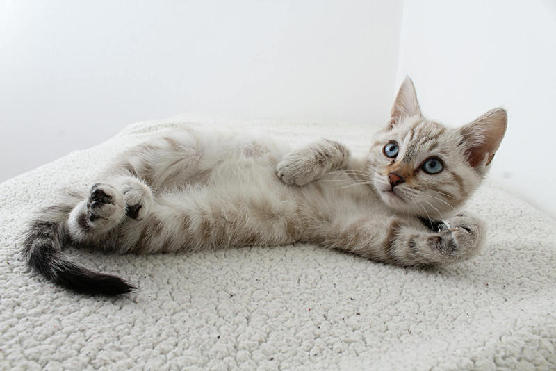 10 Things You’re Doing That Confuse Your Cat Sudden Loud Noises, Changing Their Routine, Using Mixed Signals, Ignoring Their Body Language, Unpredictable Playtime, Moving Their Belongings, Bringing in New Scents, Introducing New People or Pets, Unfamiliar Objects and Furniture, Changing Your Appearance, Inconsistent Discipline, Ignoring Their Need for Privacy, Overstimulation from Petting, Sudden Absences or Departures, Changing the Litter Box Location or Type, Giving Inconsistent Attention, Failing to Provide Vertical Space, Using Strong Scents or Cleaning Products