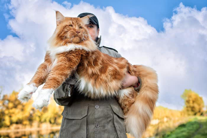 猫の大型・小型とは？, 大型猫種と小型猫種の違うところ3選, 3.成猫になるまでの期間, 大型猫種の飼育上の注意点, 小型猫種の飼育上の注意点
