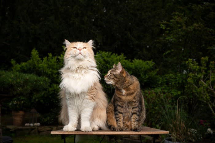 猫の大型・小型とは？, 大型猫種と小型猫種の違うところ3選, 3.成猫になるまでの期間, 大型猫種の飼育上の注意点, 小型猫種の飼育上の注意点