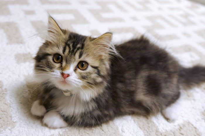 猫の大型・小型とは？, 大型猫種と小型猫種の違うところ3選, 3.成猫になるまでの期間, 大型猫種の飼育上の注意点, 小型猫種の飼育上の注意点