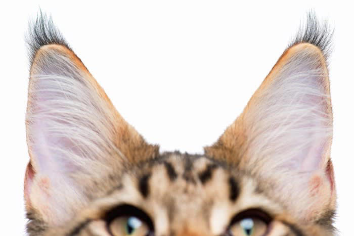 猫の『リンクスティップ』ってなに？, 『リンクスティップ』にまつわる4つの豆知識, 1.アンテナのような役割を果たす, 2.ヤマネコの耳毛という意味を持つ, 3.大型の長毛種に見られることが多い, 4.自分の顔を大きく見せる効果がある