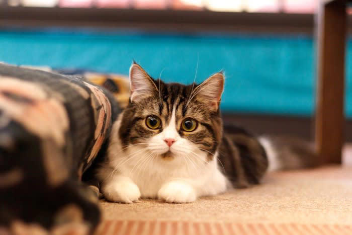 猫の『リンクスティップ』ってなに？, 『リンクスティップ』にまつわる4つの豆知識, 1.アンテナのような役割を果たす, 2.ヤマネコの耳毛という意味を持つ, 3.大型の長毛種に見られることが多い, 4.自分の顔を大きく見せる効果がある