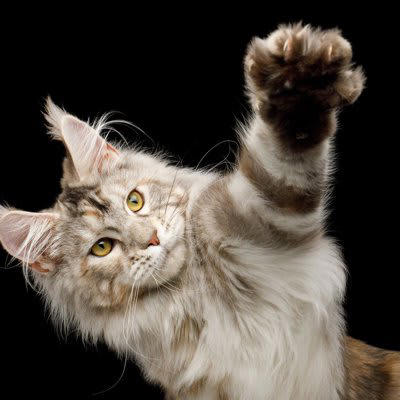 猫の『リンクスティップ』ってなに？, 『リンクスティップ』にまつわる4つの豆知識, 1.アンテナのような役割を果たす, 2.ヤマネコの耳毛という意味を持つ, 3.大型の長毛種に見られることが多い, 4.自分の顔を大きく見せる効果がある